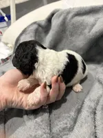 Spots , a male Labradoodle for sale in Omaha, NE – Photo 6 of 7