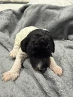 Spots , a male Labradoodle for sale in Omaha, NE – Photo 5 of 7