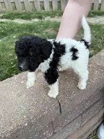 Spots , a male Labradoodle for sale in Omaha, NE – Photo 1 of 7