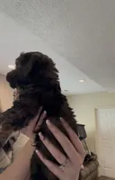 Rock, a male Labradoodle for sale in Omaha, NE – Photo 4 of 7