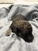 Rock, a male Labradoodle for sale in Omaha, NE – Photo 6 of 7