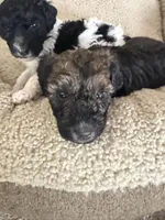 Rock, a male Labradoodle for sale in Omaha, NE – Photo 5 of 7