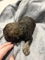 Rock, a male Labradoodle for sale in Omaha, NE – Photo 7 of 7