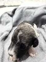 Luna, a female Labradoodle for sale in Omaha, NE – Photo 4 of 5