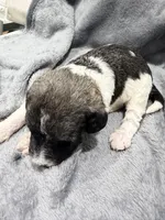 Luna, a female Labradoodle for sale in Omaha, NE – Photo 5 of 5