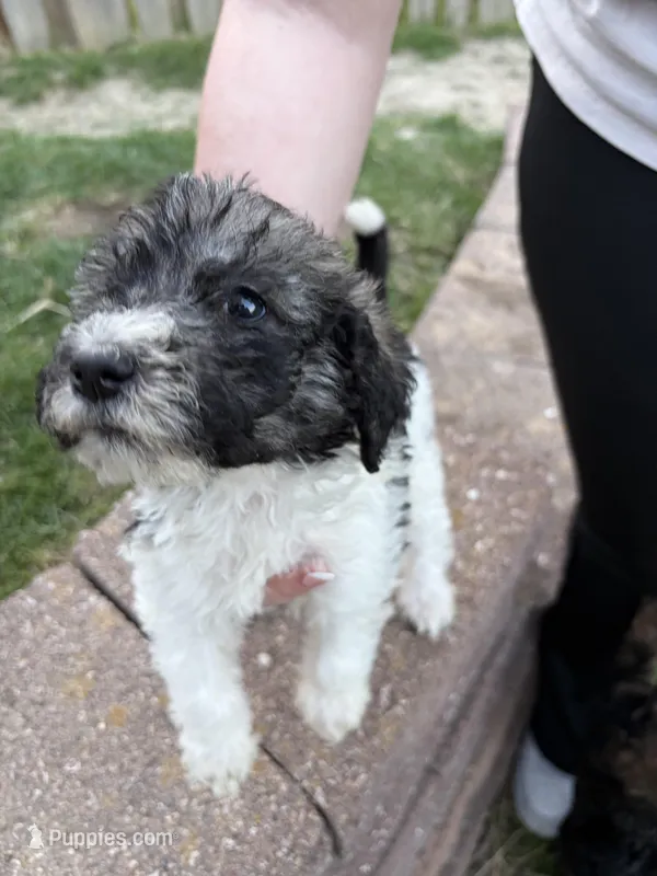 Luna – Labradoodle puppy for sale in Omaha, NE