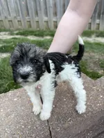 Luna, a female Labradoodle for sale in Omaha, NE – Photo 2 of 5