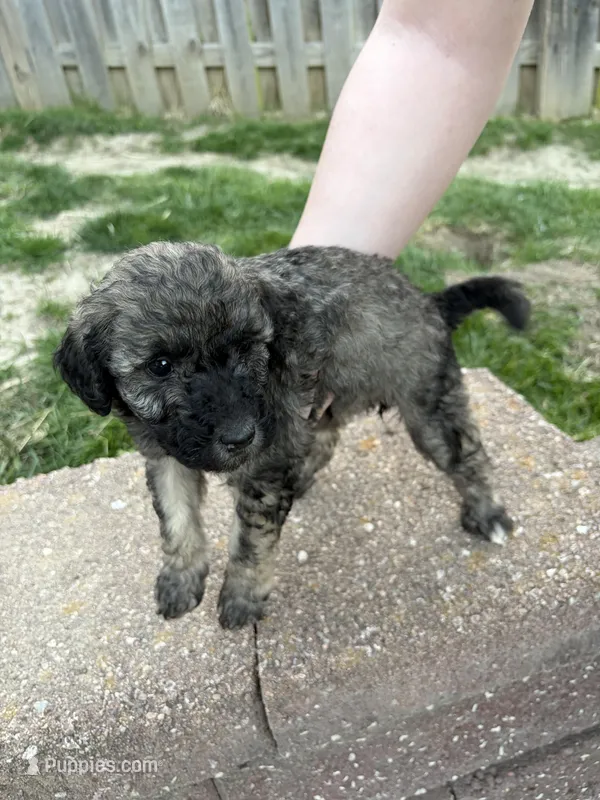 Eevee  – Labradoodle puppy for sale in Omaha, NE