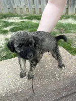Eevee , a female Labradoodle for sale in Omaha, NE – Photo 1 of 4