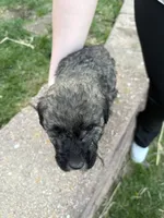 Eevee , a female Labradoodle for sale in Omaha, NE – Photo 2 of 4