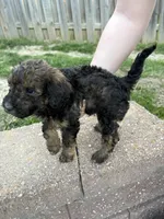 Rock, a male Labradoodle for sale in Omaha, NE – Photo 2 of 7