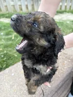 Rock, a male Labradoodle for sale in Omaha, NE – Photo 1 of 7