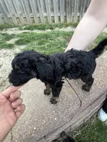 Mike Tyson , a male Labradoodle for sale in Omaha, NE – Photo 2 of 4