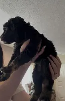 Mike Tyson , a male Labradoodle for sale in Omaha, NE – Photo 3 of 4