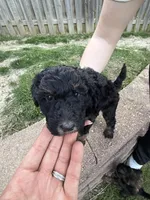 Mike Tyson , a male Labradoodle for sale in Omaha, NE – Photo 1 of 4