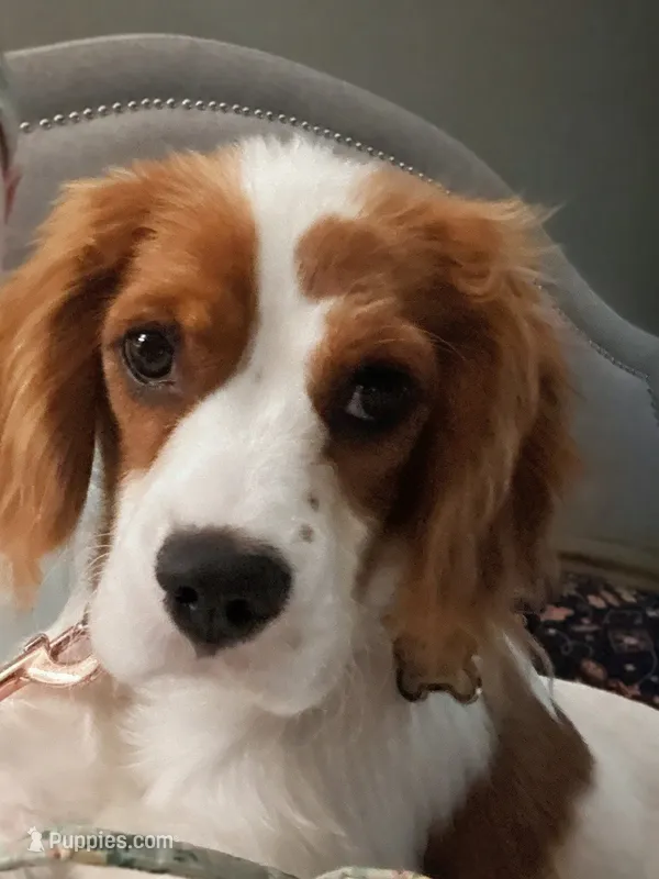 Bentley – Cavalier King Charles Spaniel puppy for sale in Salem, AL