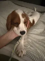 Bentley, a male Cavalier King Charles Spaniel for sale in Salem, AL – 3 of 4