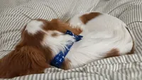 Bentley, a male Cavalier King Charles Spaniel for sale in Salem, AL – 2 of 4