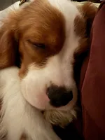Bentley, a male Cavalier King Charles Spaniel for sale in Salem, AL – 4 of 4