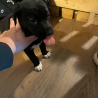 Lock, a male Cockapoo for sale in Toledo, IL – Photo 1 of 2