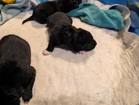 processed/9ef5edaa-aa4a-407f-9416-7ea2006479aa/listing/77007cd0-4eb7-43e2-a6a4-003cd4b6444a/9e98b87e-743e-4773-b36f-fecf735c14f1