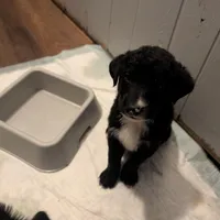 Barrell , a male Cockapoo for sale in Toledo, IL – Photo 1 of 2