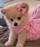 Princess, a female Pomeranian for sale in Burlington, NC – 3 of 4