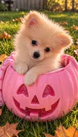 Hannah  Foster, a female Pomeranian for sale in Burlington, NC – 4 of 4