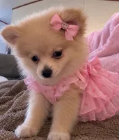 Hannah  Foster, a female Pomeranian for sale in Burlington, NC – 1 of 4