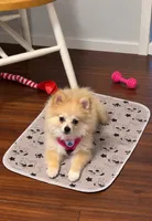 Princess, a female Pomeranian for sale in Burlington, NC – 2 of 4