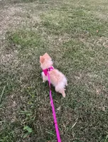 Princess, a female Pomeranian for sale in Burlington, NC – 4 of 4