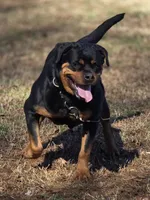 Nala Von GSP, a female Rottweiler for sale in Laurens, SC – 2 of 3