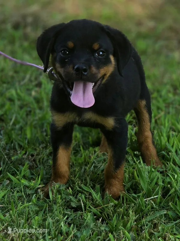 Xena – Rottweiler puppy for sale in Laurens, SC