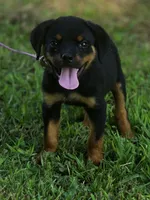 Xena, a female Rottweiler for sale in Laurens, SC – 1 of 4