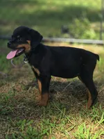 Xena, a female Rottweiler for sale in Laurens, SC – 2 of 4