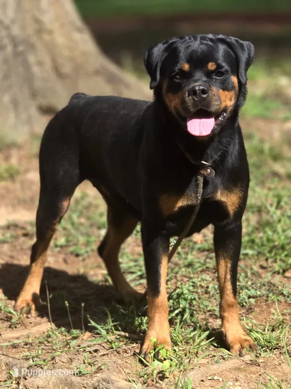 Freya Von GSP – Rottweiler puppy for sale in Laurens, SC
