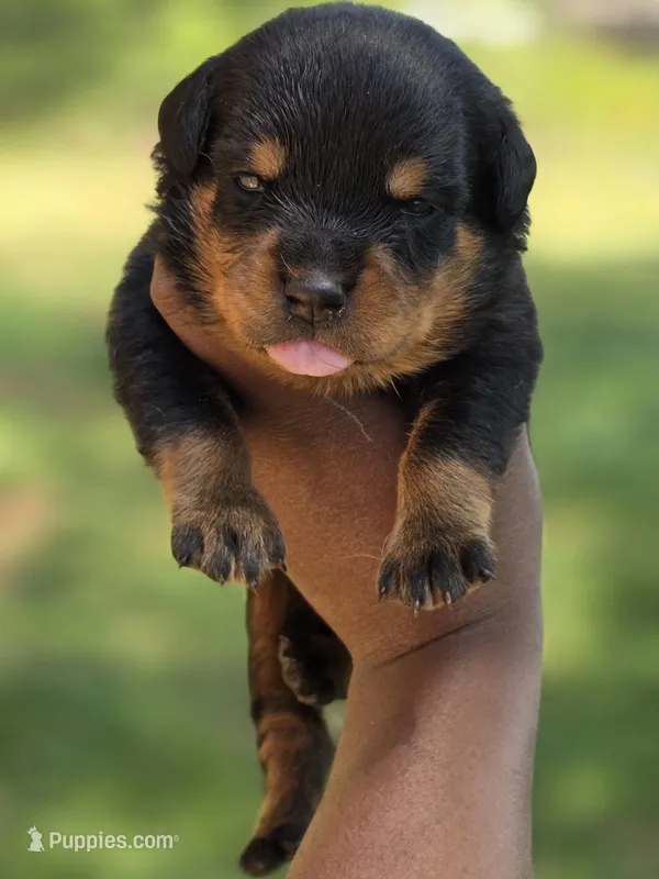 Yellow Girl – Rottweiler puppy for sale in Laurens, SC