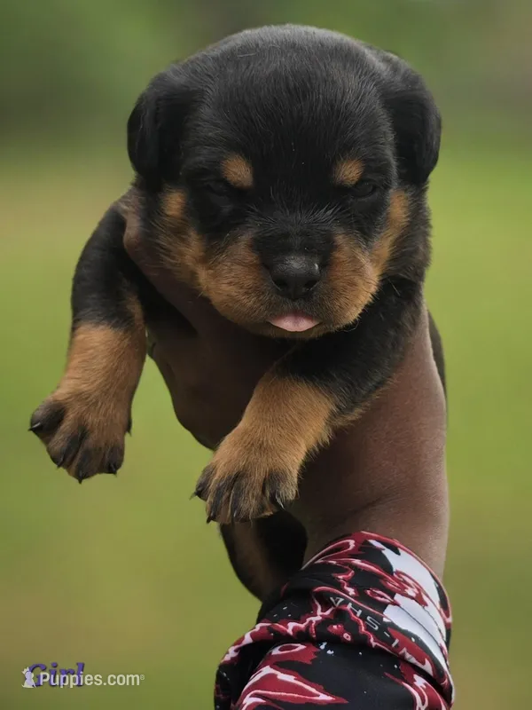 Blue Boy – Rottweiler puppy for sale in Laurens, SC
