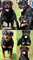 Yellow Girl, a female Rottweiler for sale in Laurens, SC – 2 of 4