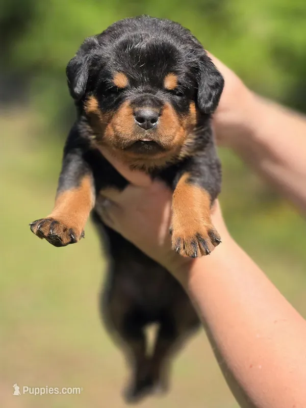Yellow Girl – Rottweiler puppy for sale in Laurens, SC