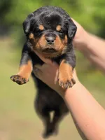 Yellow Girl, a female Rottweiler for sale in Laurens, SC – 1 of 4