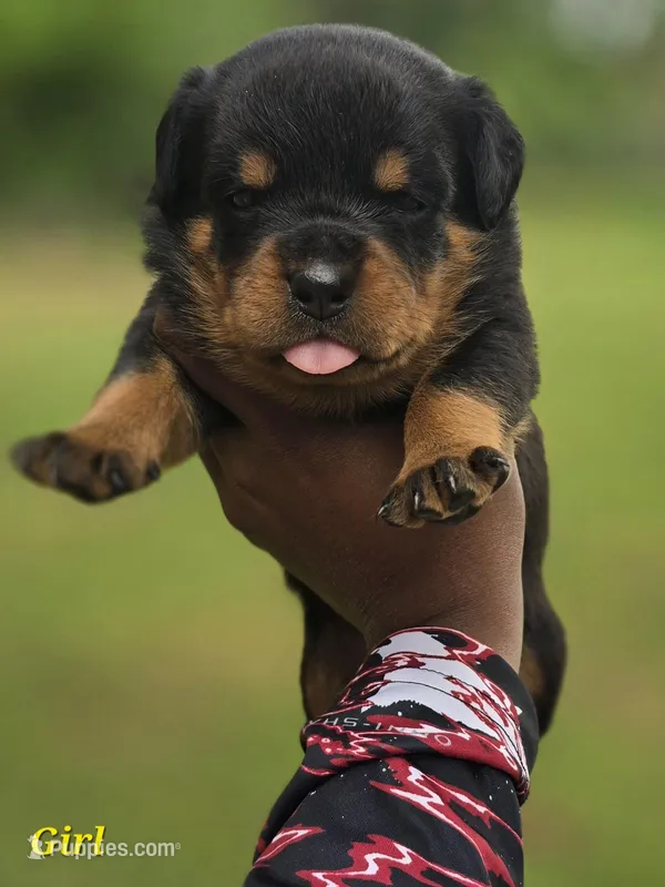 Yellow Girl – Rottweiler puppy for sale in Laurens, SC