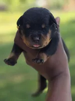 Yellow Girl, a female Rottweiler for sale in Laurens, SC – Photo 1 of 3