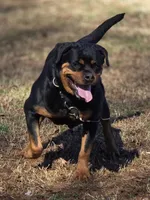 Nala Von GSP, a female Rottweiler for sale in Laurens, SC – Photo 3 of 3