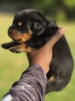Blue Boy, a male Rottweiler for sale in Laurens, SC – Photo 2 of 4
