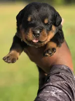 Blue Boy, a male Rottweiler for sale in Laurens, SC – Photo 1 of 4
