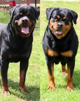 Blue Boy, a male Rottweiler for sale in Laurens, SC – Photo 3 of 4