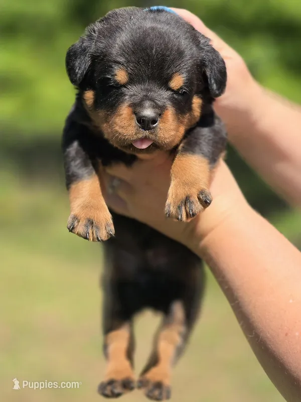Blue Boy – Rottweiler puppy for sale in Laurens, SC