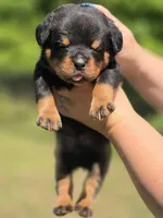Blue Boy, a male Rottweiler for sale in Laurens, SC – 1 of 3