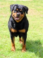 Nala Von GSP, a female Rottweiler for sale in Laurens, SC – 3 of 3